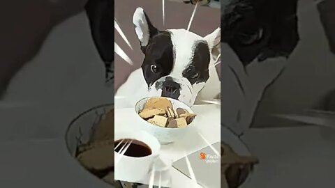 cute dog 05