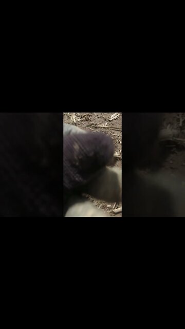 Another wheatie #treasure #relic #coins #buttons #silverage #metaldetecting #history