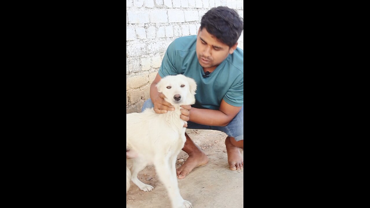 ye hai kutta