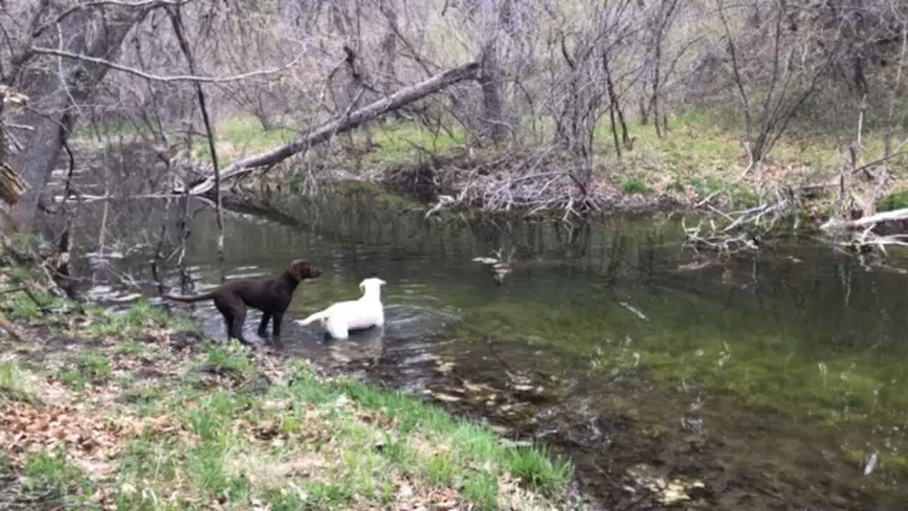 Hiking with the dogs in the Black Hills