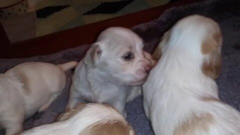E Litter 10/13/19(1)