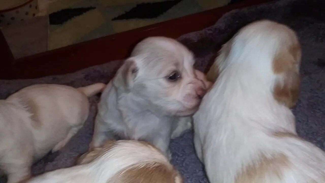 E Litter 10/13/19(1)