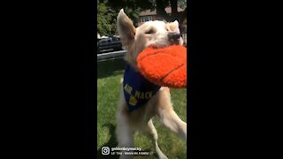 Basketball Star Golden Retriever