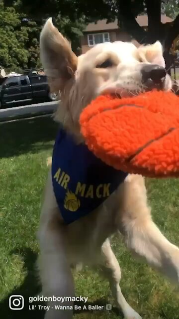 Basketball Star Golden Retriever
