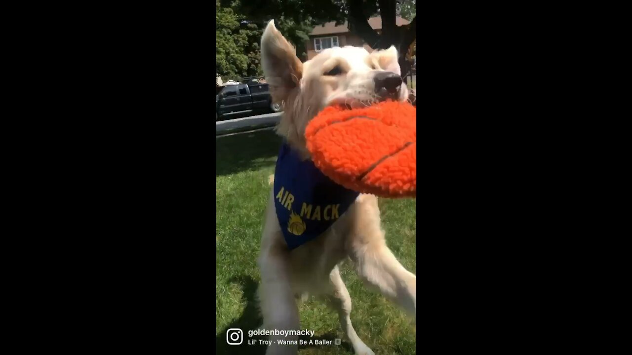 Basketball Star Golden Retriever