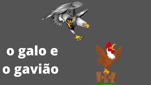 O GALO E O GAVIÃO.