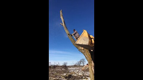 Cutting down a dead tree 🌲