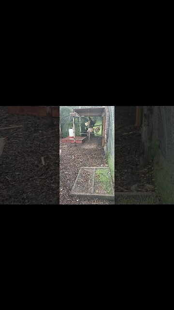 Taking Cover From The Rain #chickens #chickenshorts