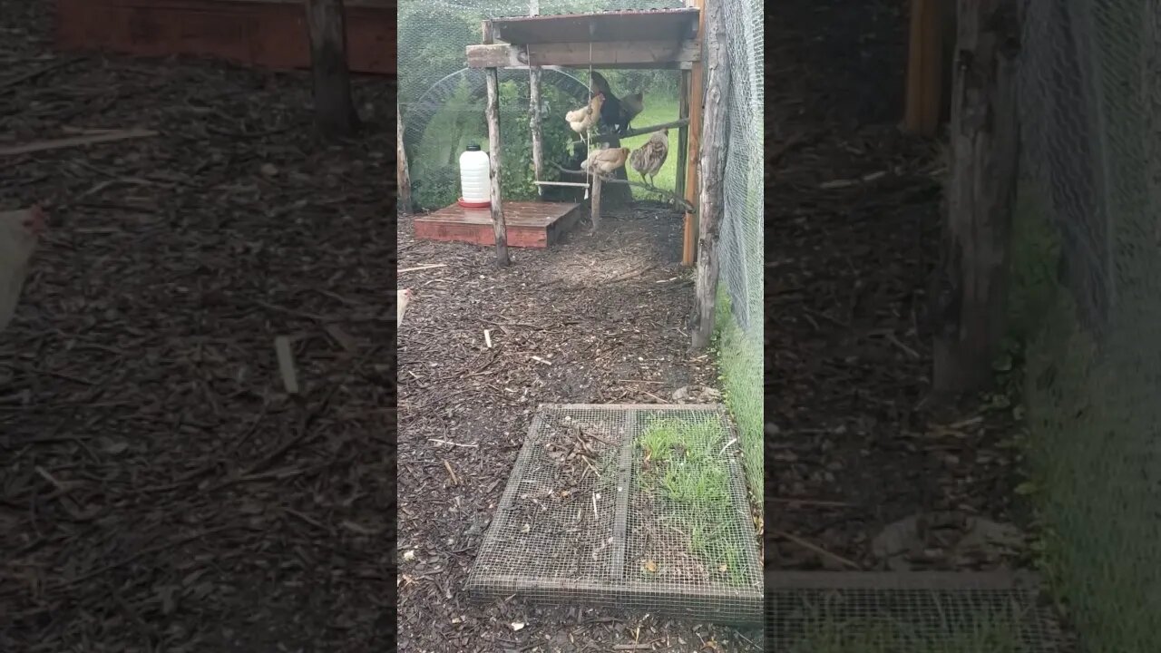 Taking Cover From The Rain #chickens #chickenshorts