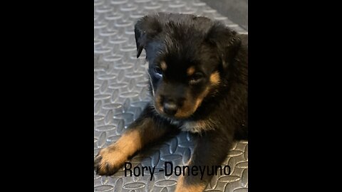 Dur Kennel