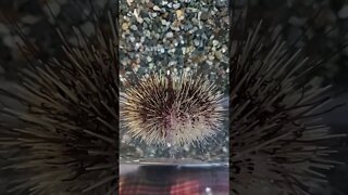 Urchin