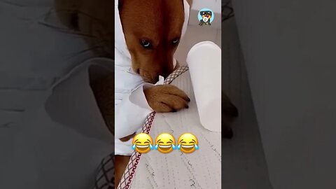 BEST 😍FUNNY😍 PET VIDEOS #27 - Try Not To Laugh #shorts