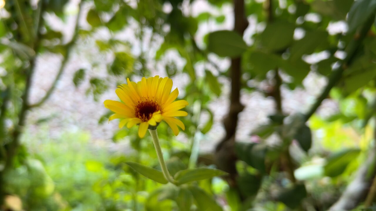 Beautiful Flowers of Spring (with singing bowl sounds)