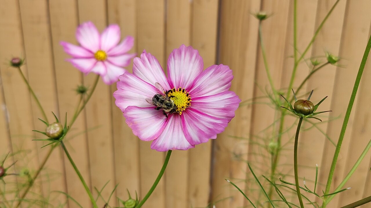 late summer bees