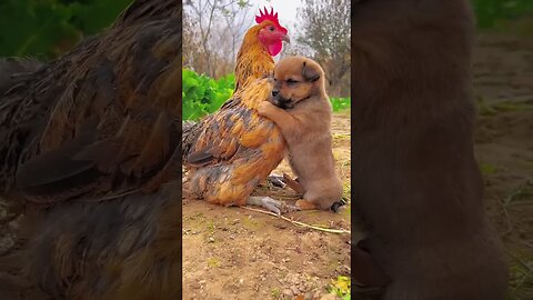 Friendship puppy and chicken