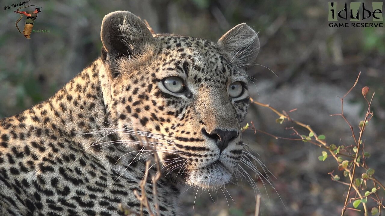 Nyeleti Male Leopard Joins Scotia Female Leopard With A Nyala Meal