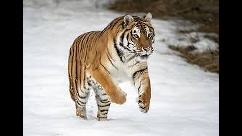 The fastest animal on earth