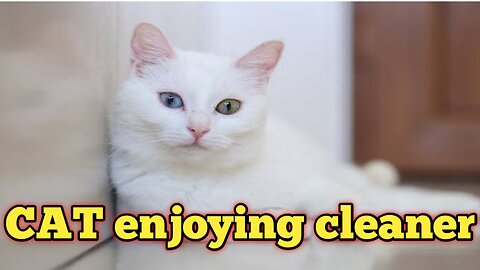 Beauty cat enjoyed by home cleaners