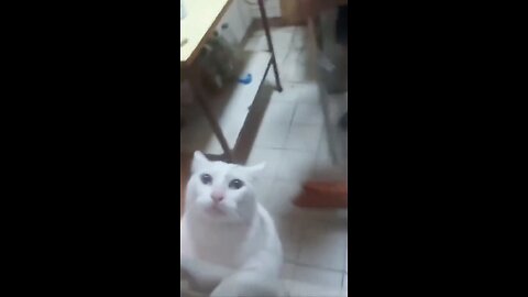 Funny Cat Video. Cat scared by Mouse 🤣😂