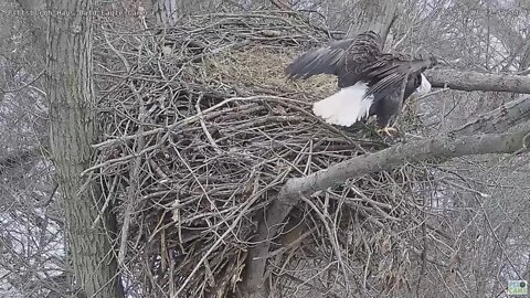 Hays Eagles Dad climbs down on the side of the nest for Squirrel 2022 02 09 1715