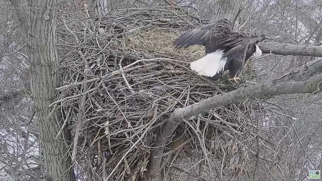 Hays Eagles Dad climbs down on the side of the nest for Squirrel 2022 02 09 1715