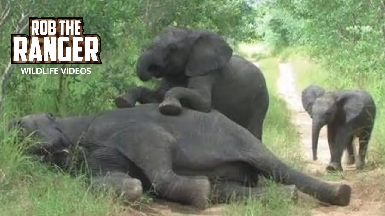 Elephants Playing In The Middle Of The Road (Greater Kruger Roadblock)