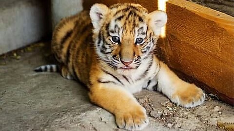 Meet the little tiger cubs