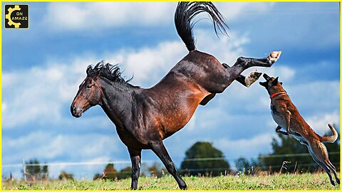 20 Horses That Are Born Only Once In 1000 Years