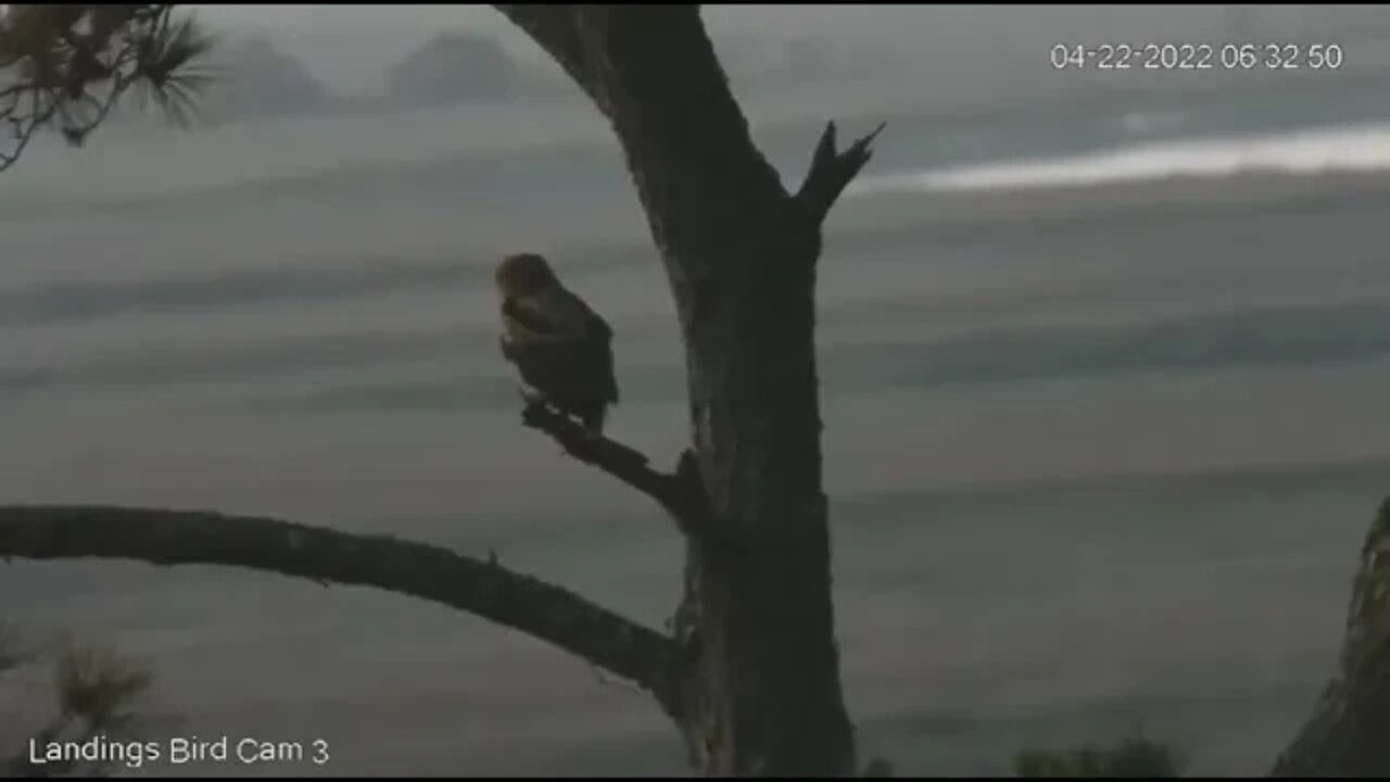 Owlbrey Enjoying The Tree By The Marsh 🦉 4/22/22 06:32