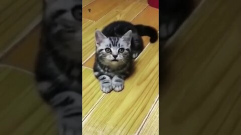 Funny cat videos on the internet😹