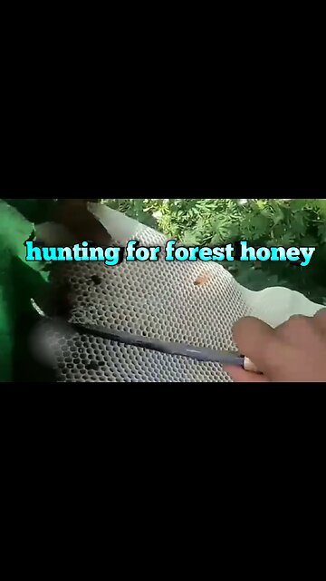 hunting for forest honey