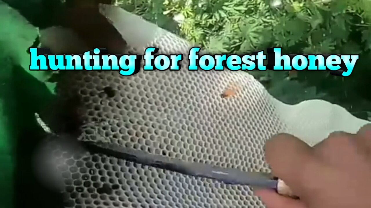 hunting for forest honey