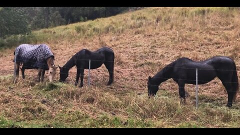 The old horses eating hay in the rain