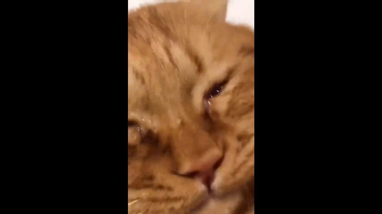 Cat crying