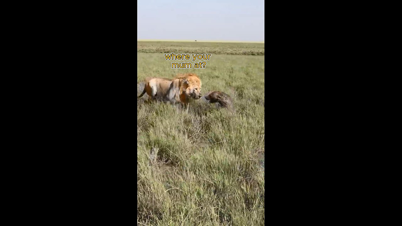 Lions bully hyena