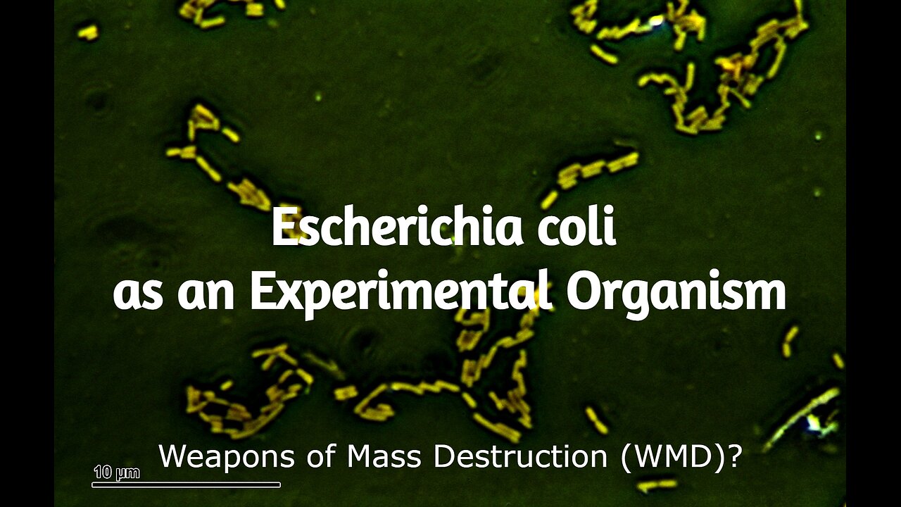 ESCHERICHIA COLI AS AN EXPERIMENTAL ORGANISM