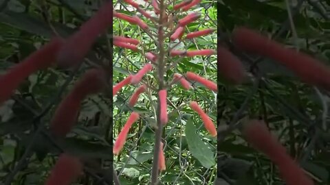 Aloe growing bigger.