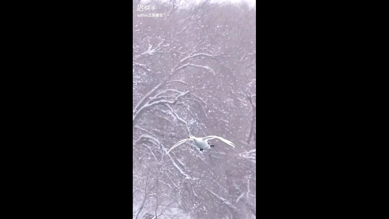Bird Landing