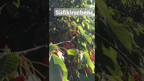 Süßkirschen #shorts #kirschen