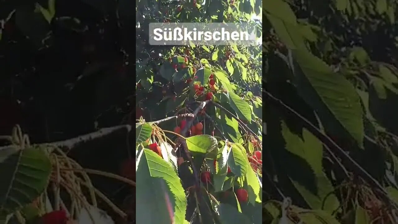 Süßkirschen #shorts #kirschen