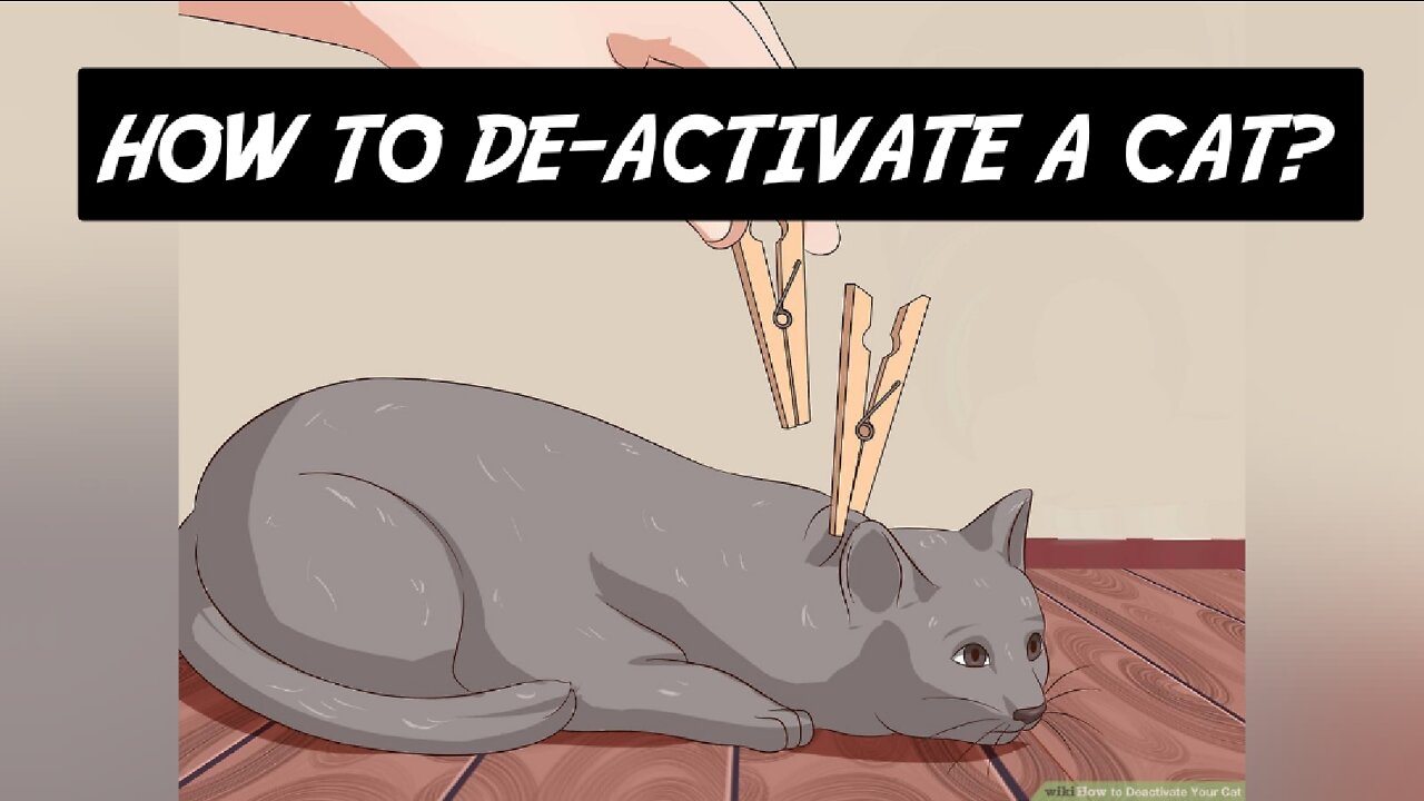 How to calm your cat? How to de-activate a cat?