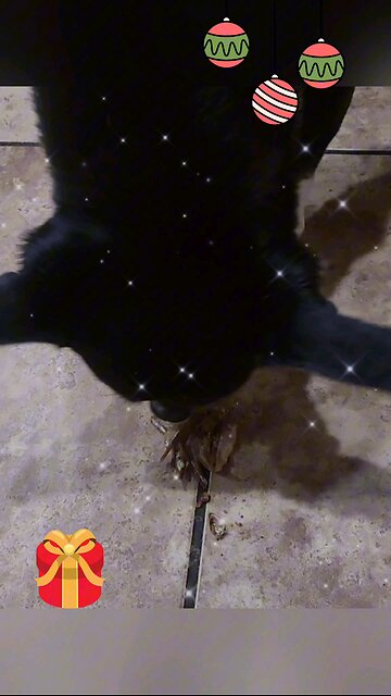 Day 6 of our Advent Calendar Adventure and Pepper's still on the fence!