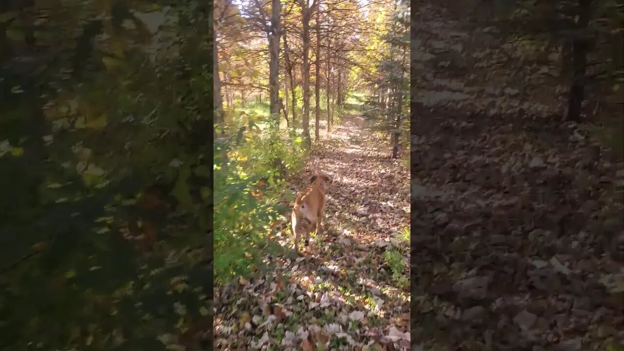 exploring the woods with doggo #doggo #outdoors #dog #outdoordog