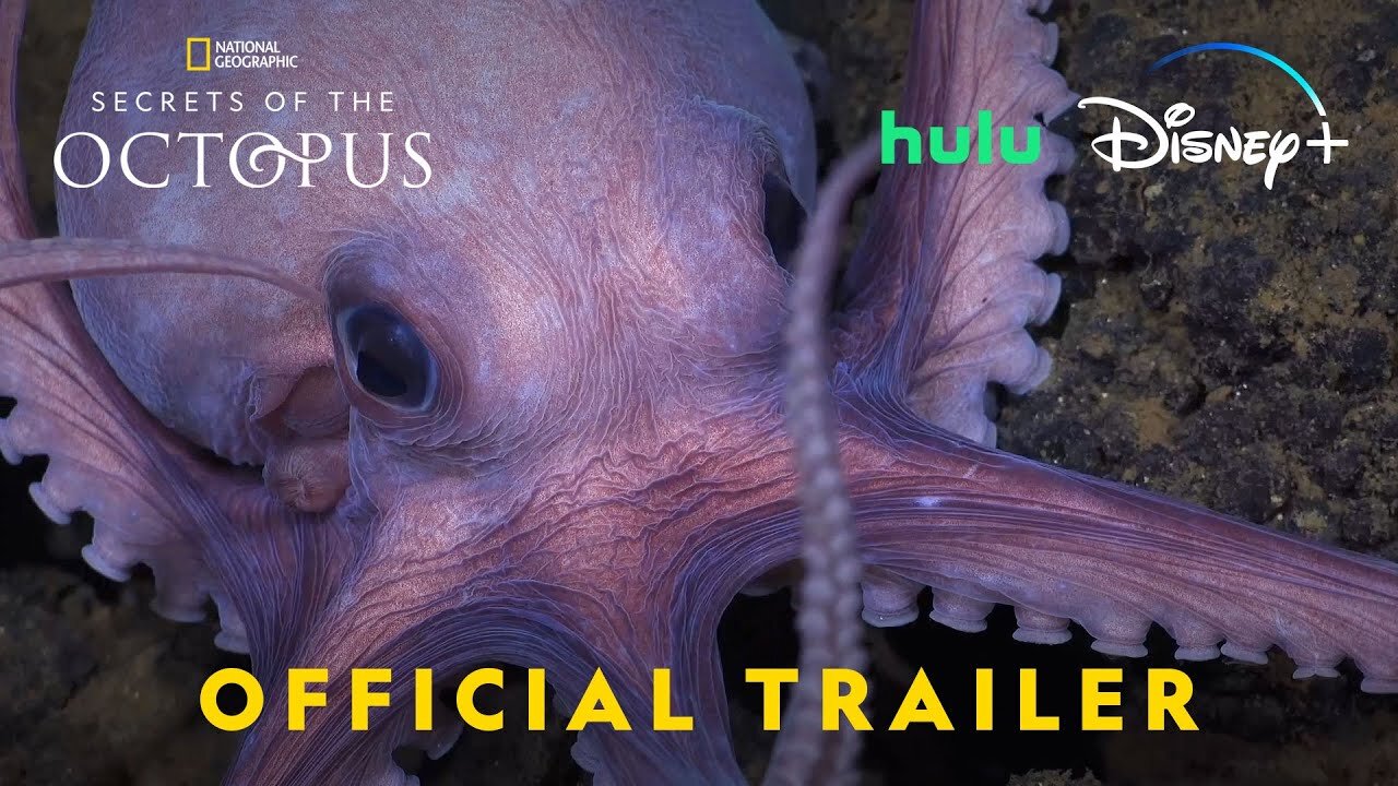 Secrets of the Octopus Official Trailer