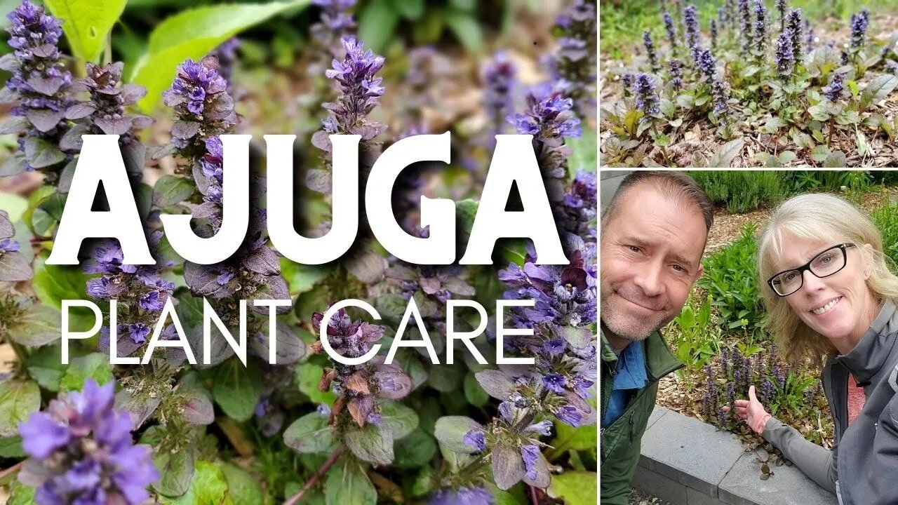 💜 Ajuga Plant Care | Ajuga reptans 💜