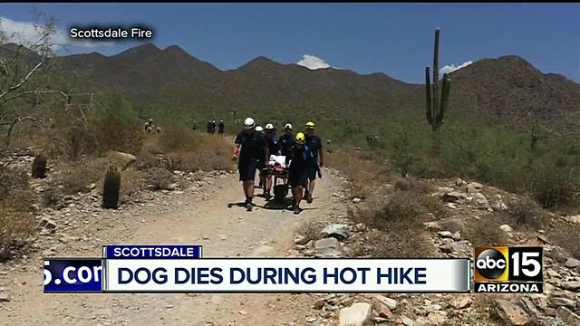 Dog death during a hot Scottsdale hike is a call for concern across the Valley