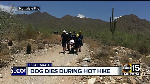 Dog death during a hot Scottsdale hike is a call for concern across the Valley