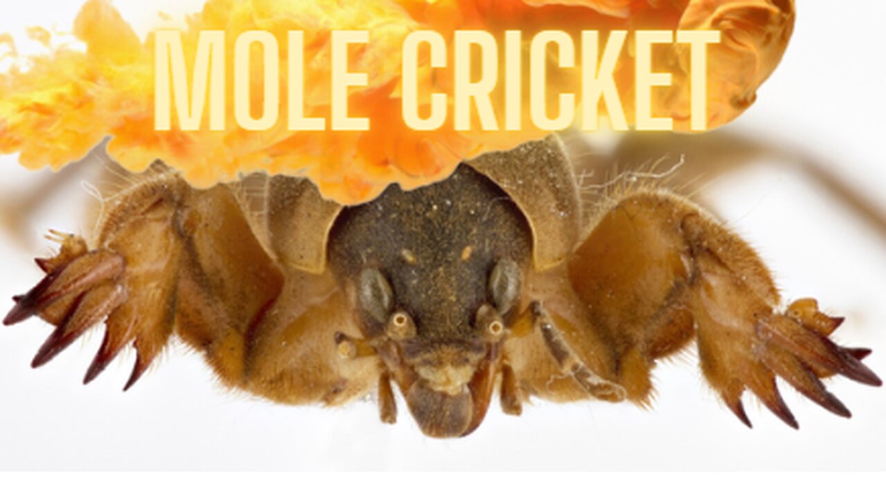 The Mole Cricket