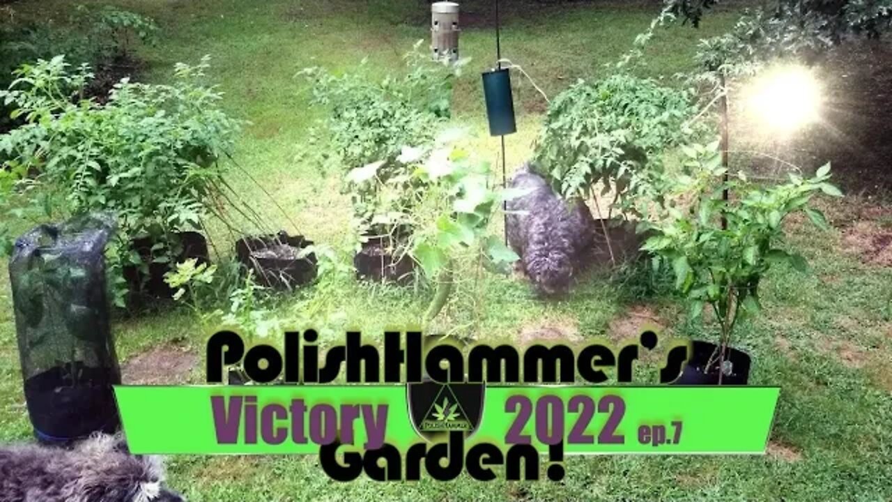 Victory Garden ep 7 "No More Wire Hangers!" 🍅😠🤬🐿🥒🔨😎