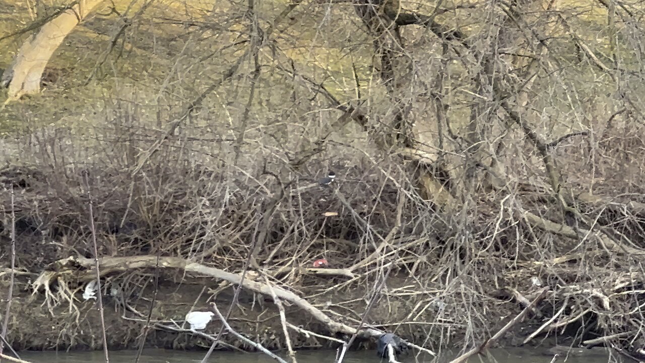 Kingfisher. Wish I had a better zoom